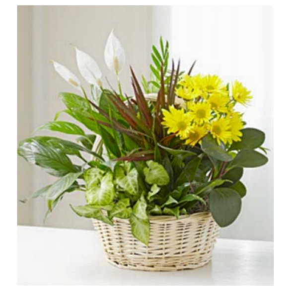 Cesta de planta Catelyn Tully