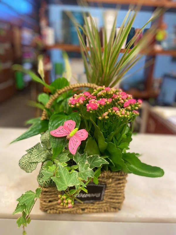 Cesta plantas variadas Alexa