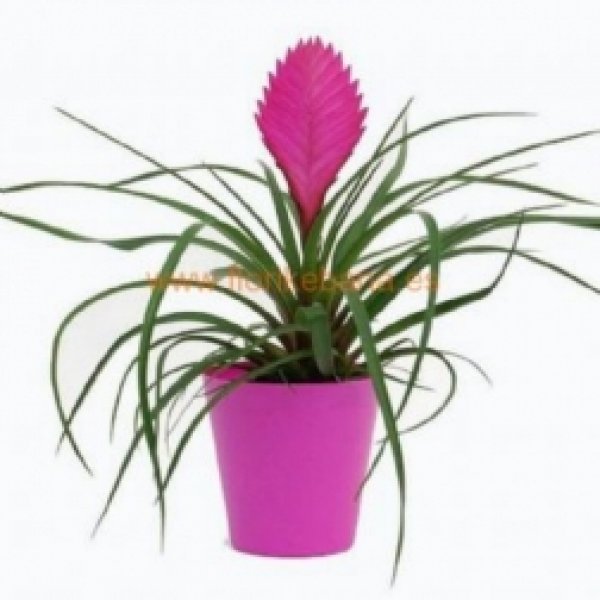 Planta Tillansia con macetero